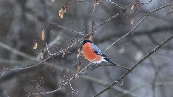 мартовский снегирь / Встретил в пригородном парке стайку снегирей. Было тепло и снегирики неспешно трапезничали крылатками. Они были спокойны. Перезимовали! Скоро лето!