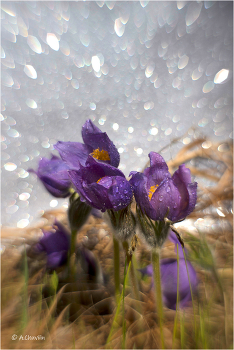 Сон / сон трава