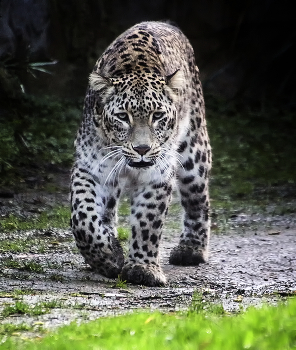 Подожди я уже иду / ***