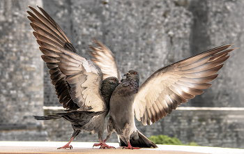 Схватка / ***