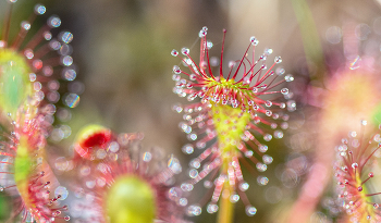 Росянка. / растение - хишник