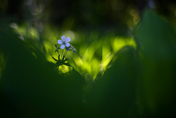 любопытный. / ***