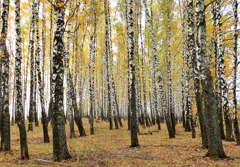 Берёзовая роща в в дымке весенней зелени / Берёзовая роща в в дымке весенней зелени