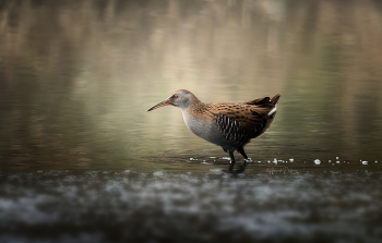 Среда обитания. / Прогулка водяного пастушка.
Водяной пастушок.
Rallus aquaticus (Linnaeus, 1758).
Water Rail.
Россия, Краснодар.