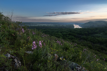 Ясенец цветёт / ***
