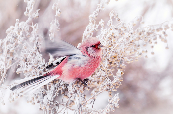 Урагус. / Самец.
Птичка Краснокнижная в нашей омской обл.
