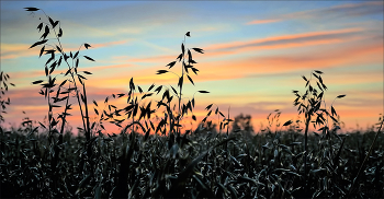 Рассвет в овсяном поле / ***