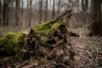 ландшафтный пень / ***