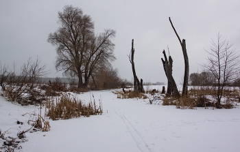 Мартовский сухостой / Подмосковье.
