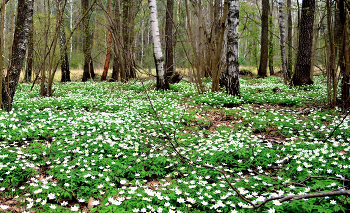 Апрельские поляны / ***