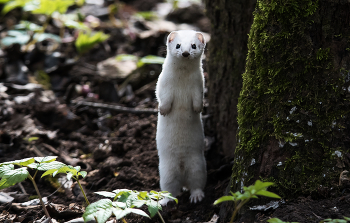 Ласка в зимней шубке. / ***