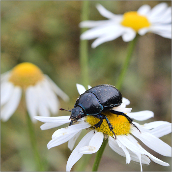 Не там приземлился. / Навозник лесной - Anoplotrupes stercorosus. Часто встречается на лесных дорогах, тропинках, особенно в осеннее время.