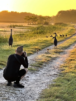 &nbsp; / Early morning in the wetlands a birder taking pictures of Sandhills cranes and its chics.