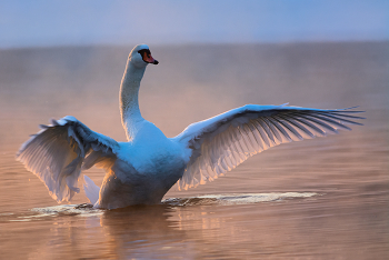 на восходе / на Дону