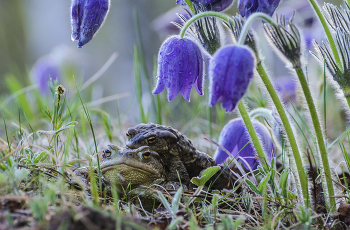 Весна. Расцвет желаний / Россия. Тульская область. Сон - трава и серые жабы.