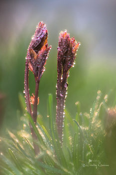 Утро в объективе... / ***