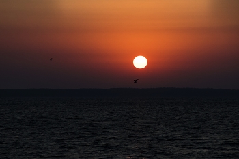 птица / птица