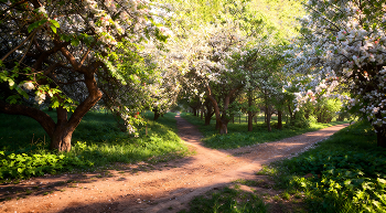 Цветение в яблоневом саду / Снято в яблоневом саду, Минск, Малиновка