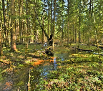 Апрель в лесу ... / ***