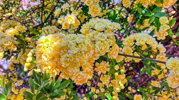 &nbsp; / Castellvell de Camp - Rosa banksiae (Alba) - Baix Camp