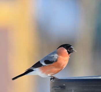 Снегирь / весна, птицы