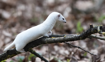 Весна. Ласка всё ещё в зимней шубке. / ***