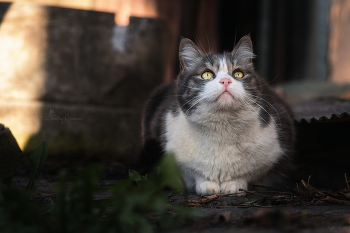 Миссия: Поймать солнечного зайчика. Статус: В процессе... / ***