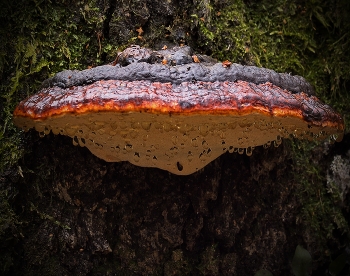 Из весеннего леса / ***