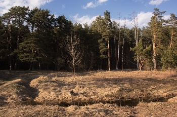 На опушке апрель / Вечерний сюжет из пригорода, Подмосковье 2026.