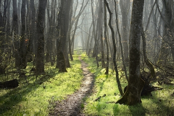 Утро в лесу / Весна,солнце, туман