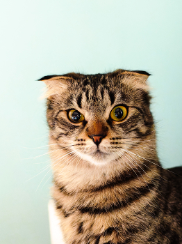 Кошка-сова. / ***