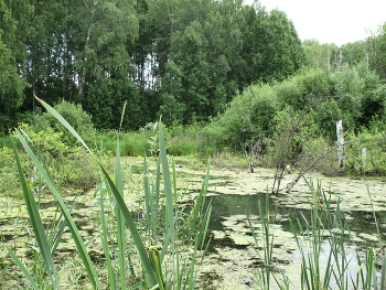 Зарастает болотце / Новосибирская область