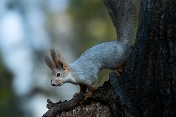 Пришла пушистая шкурка / природа