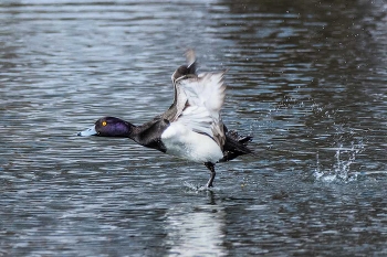Хохлатая чернеть. / ***