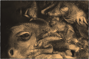 &nbsp; / суповой набор из голов цыплят