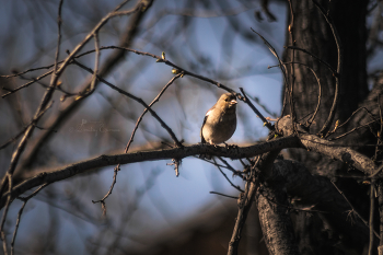 Ритмы просыпающегося леса... / ***