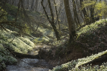 Утро / Весенний лес
