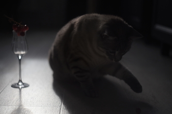 виноградик будешь? / февраль