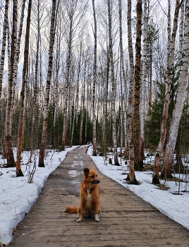 &nbsp; / Апрель в лесном парке.