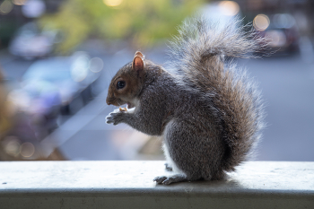 Вкусный орешек / ***