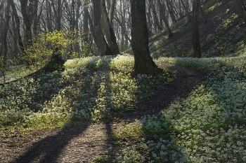Весенняя тропа / Утренний лес