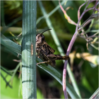 &nbsp; / Конёк обыкновенный (Chorthippus brunneus)