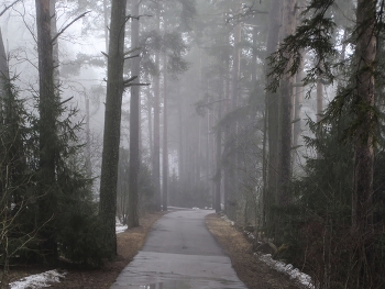 Туманное утро.......... / Санкт-Петербург. Комарово. Март