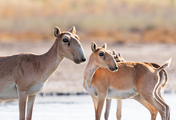 Всегда насторожены / Сайгаки. Заповедник "Черные земли", Калмыкия.