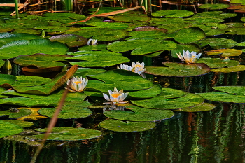 Утро на болоте / ***