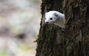 Игра в прятки. / Ласка.