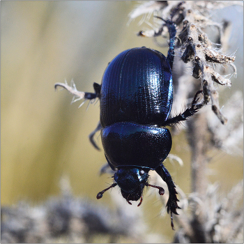 Осторожность. / Даже наличие крыльев не исключает осторожности.