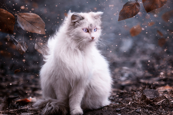 "Белоснежка" / Дворовая кошка.