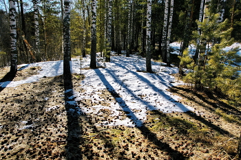 Весенние проталины. / Томская область.