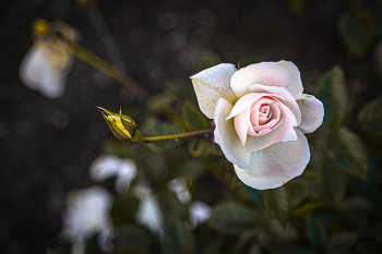 В нашем саду / ......